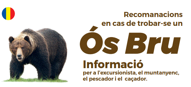 Imatge de recomanacions en cas de trobar-se un os bru