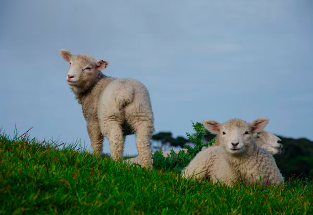 agricultura