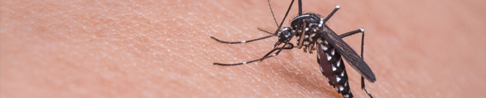 La transmissió del virus Zika