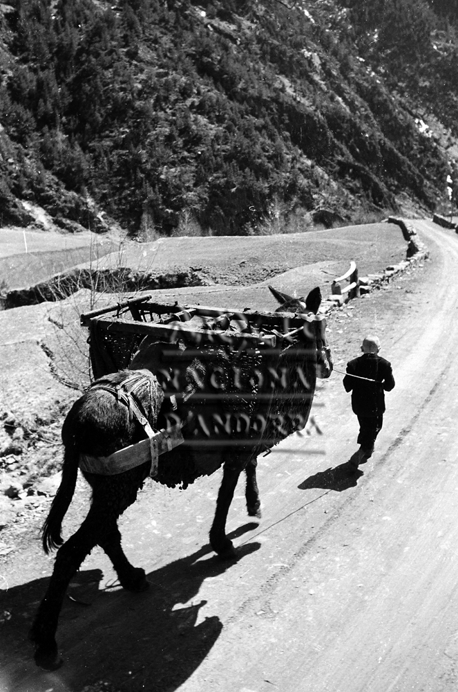 FL 014: Un nen amb un matxo a la carretera de Llorts a Ordino