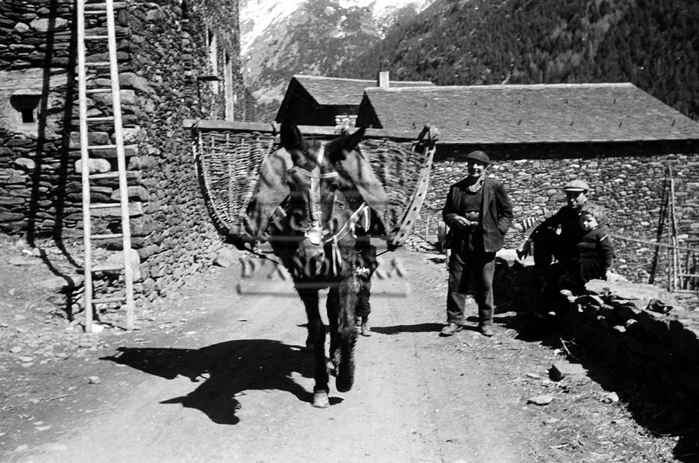 FL 016: Un matxo amb uns àrguens al camí de Llorts, a Ordino