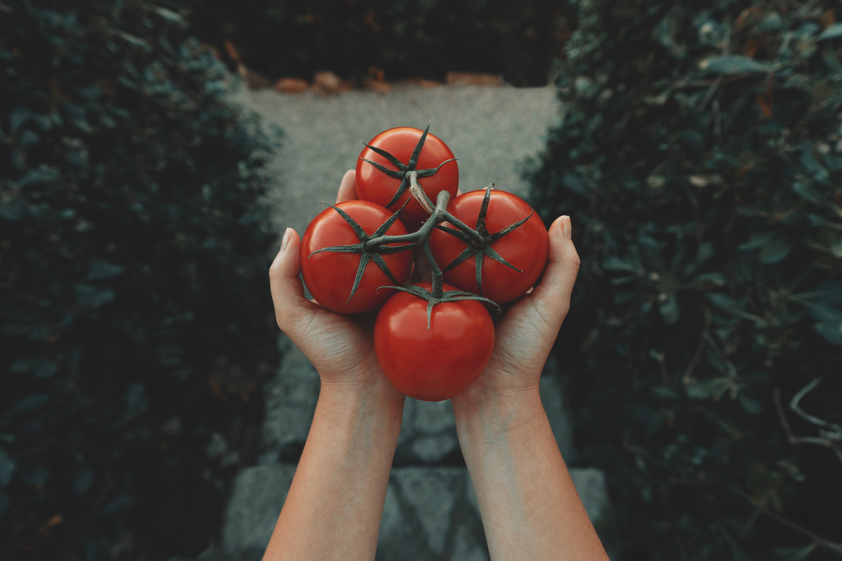 tomates