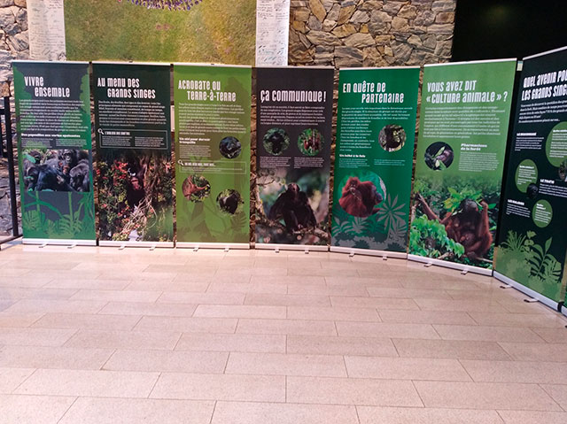 Expo Grands Singes 04