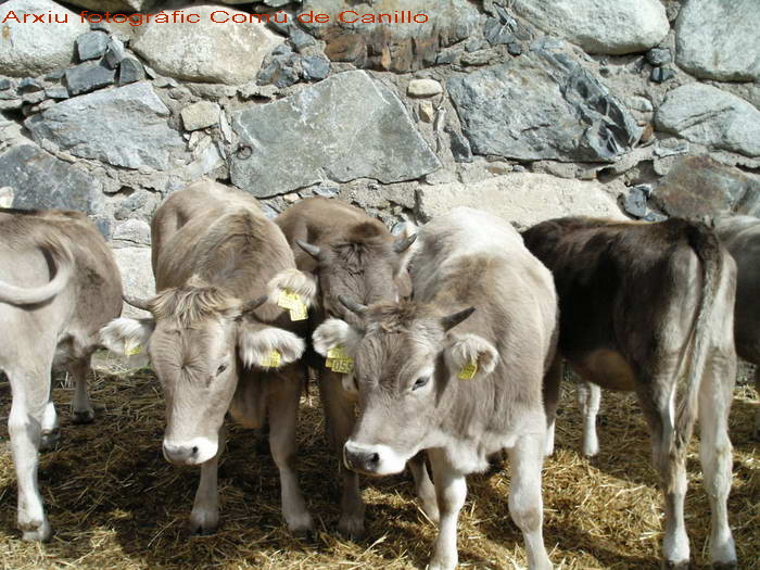 Imagen de Fira de bestiar de Canillo