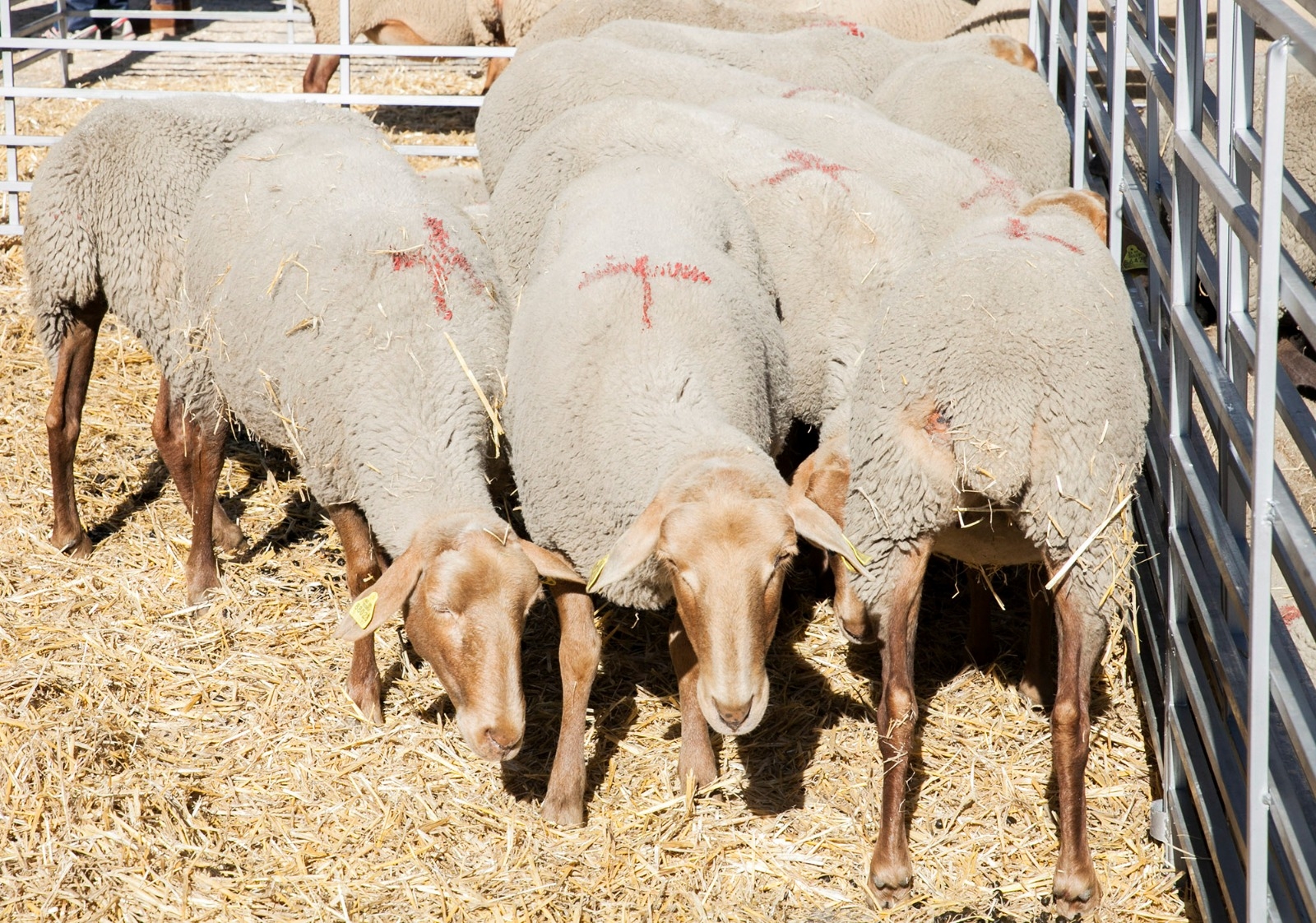 Agricultura ja ha vacunat més de la meitat de la cabana ramadera ovina contra la malaltia de la llengua blava