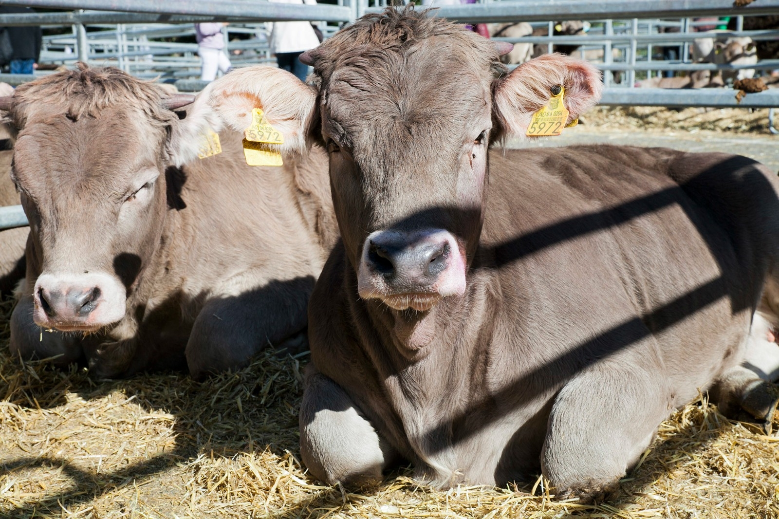 Agricultura atorga els ajuts per a la promoció del benestar animal de les explotacions ramaderes bovines