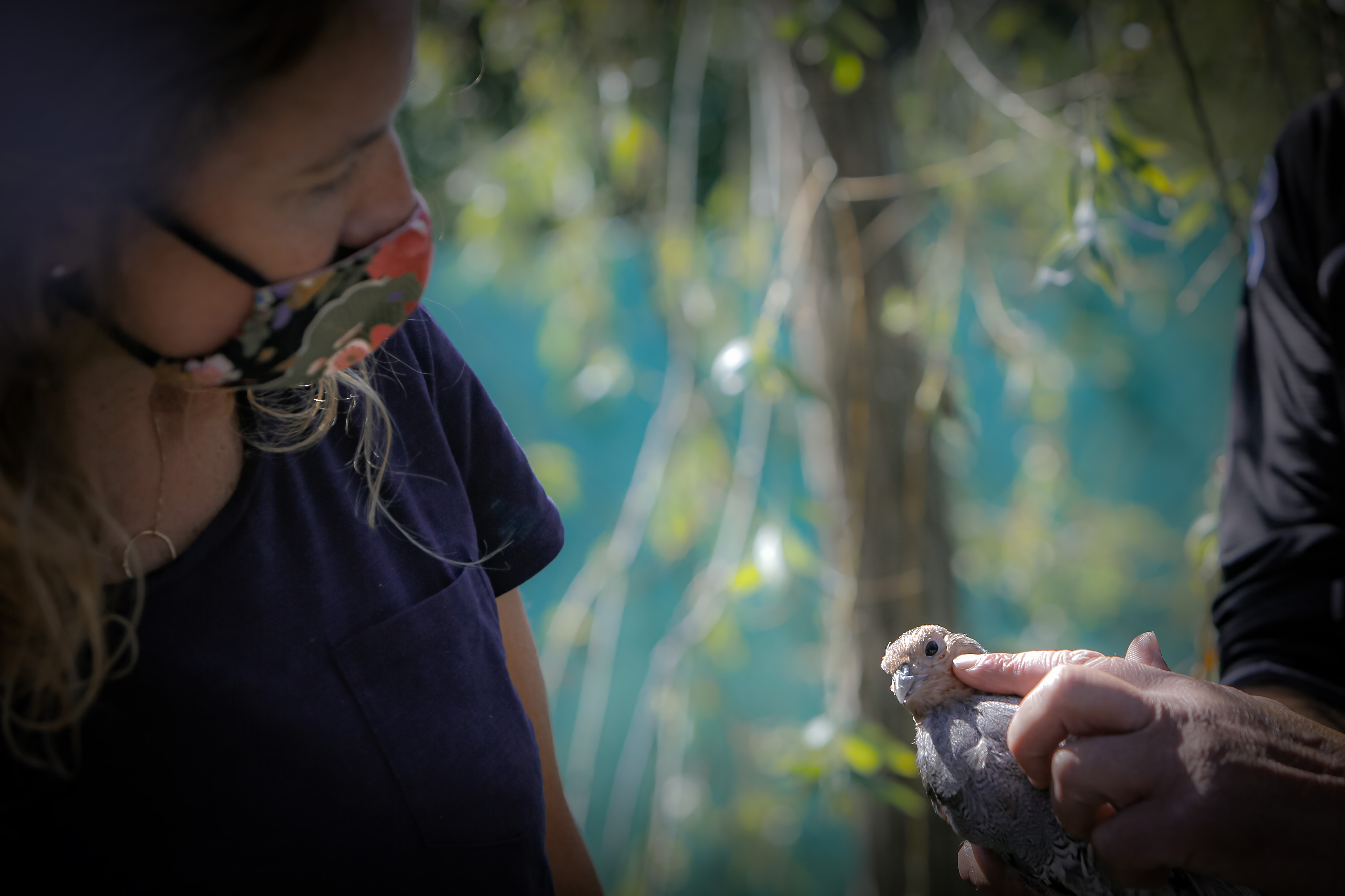 El centre de cria de la perdiu xerra es consolida com a element essencial per potenciar aquesta espècie autòctona i preservar la biodiversitat d’Andorra