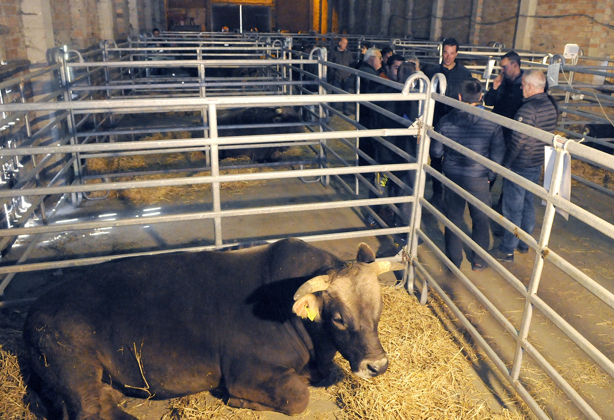 Se celebra la 8a edició de Fira Concurs de mascles de la raça bruna d’Andorra